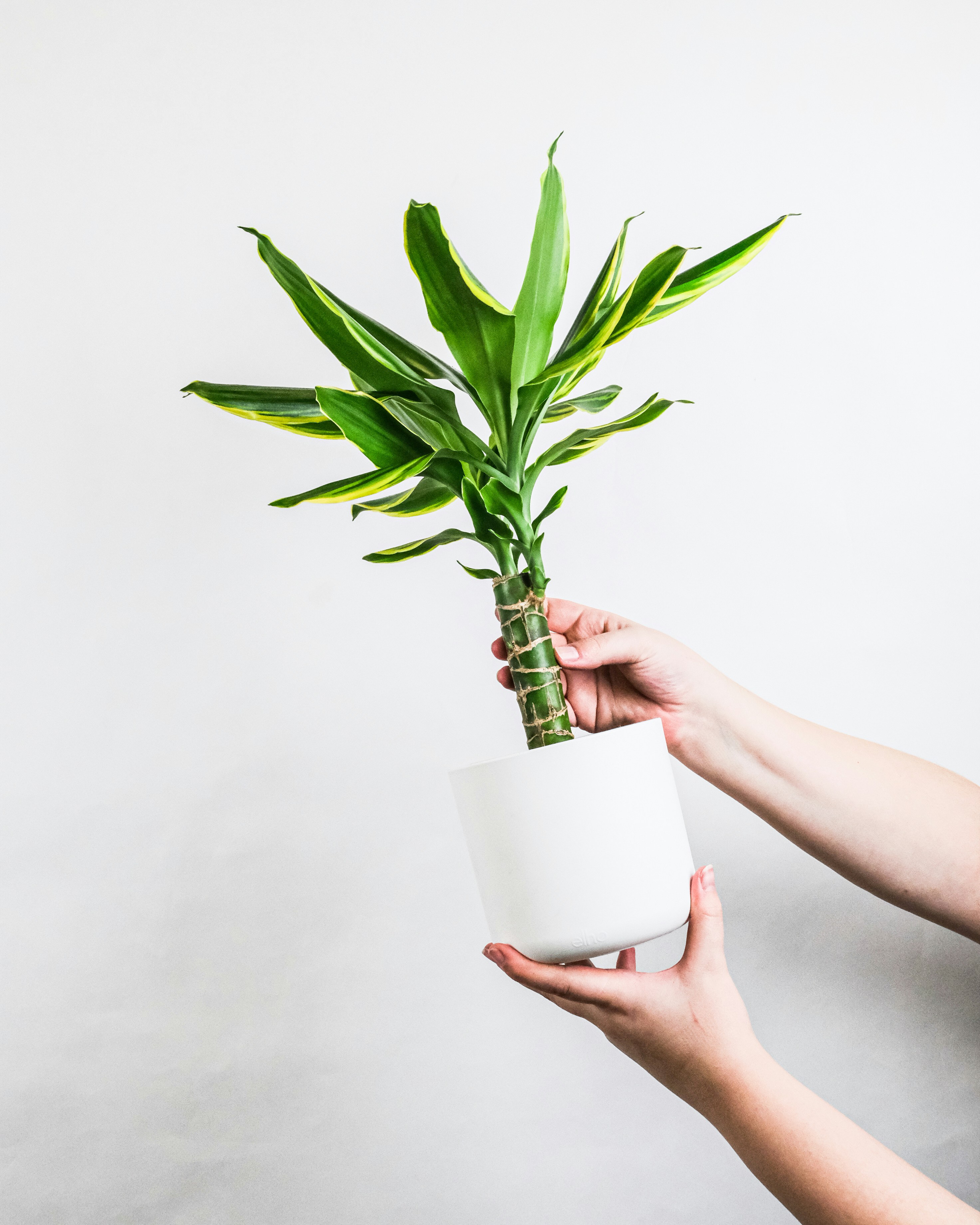 Dracaena Marginata (Rośliny domowe) — sklep Verdora
