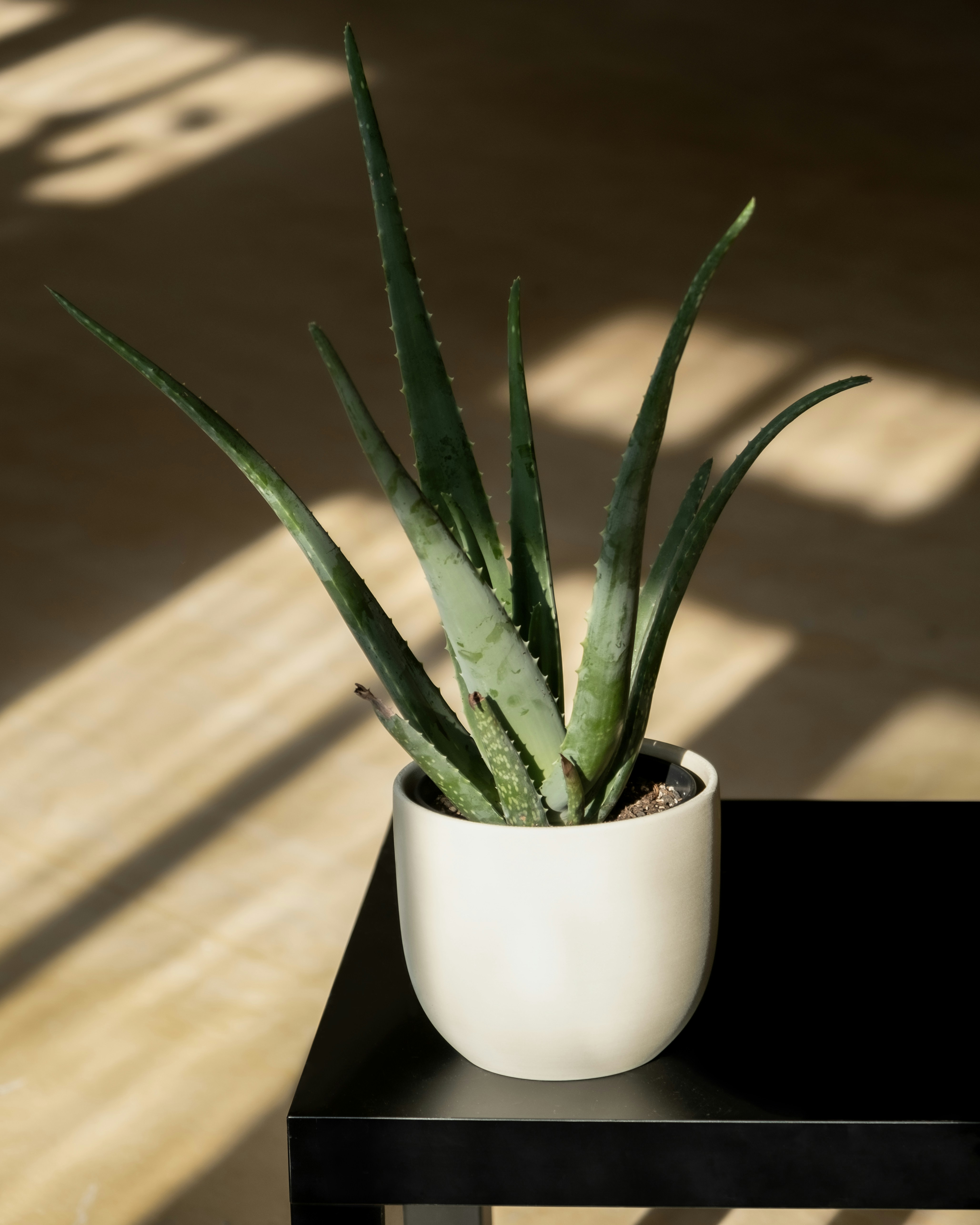Aloe Vera (Rośliny domowe) — sklep Verdora