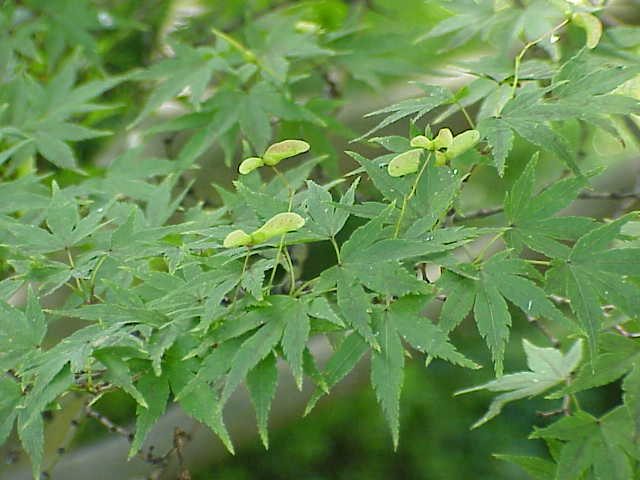 Klon palmowy Atropurpureum (Drzewa) — sklep Verdora