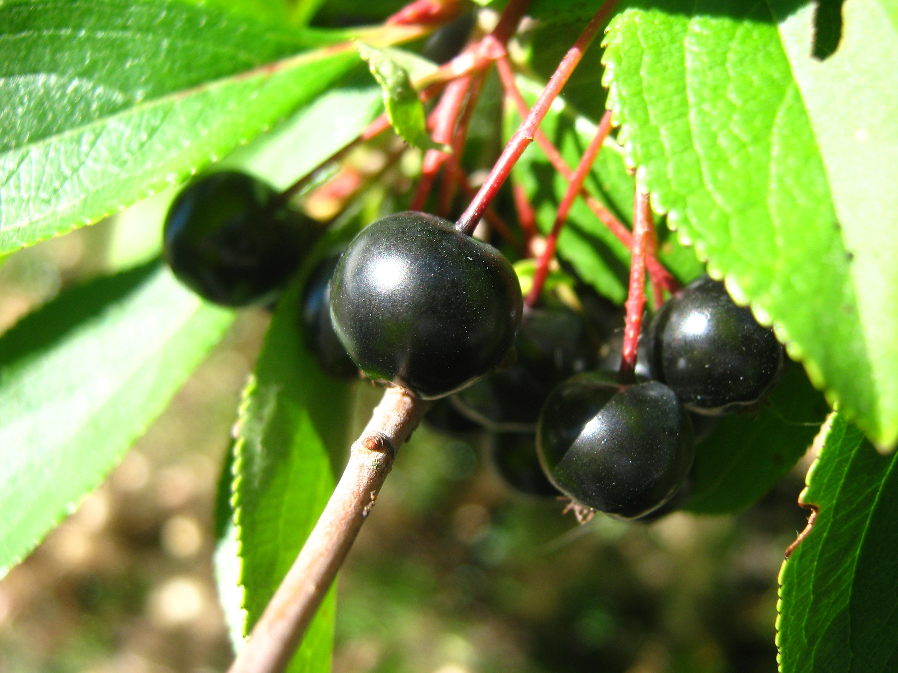 Aronia śliwolistna Nero (Owocowe) — sklep Verdora