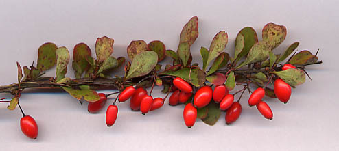 Berberys Atropurpurea Nana (Krzewy) — sklep Verdora