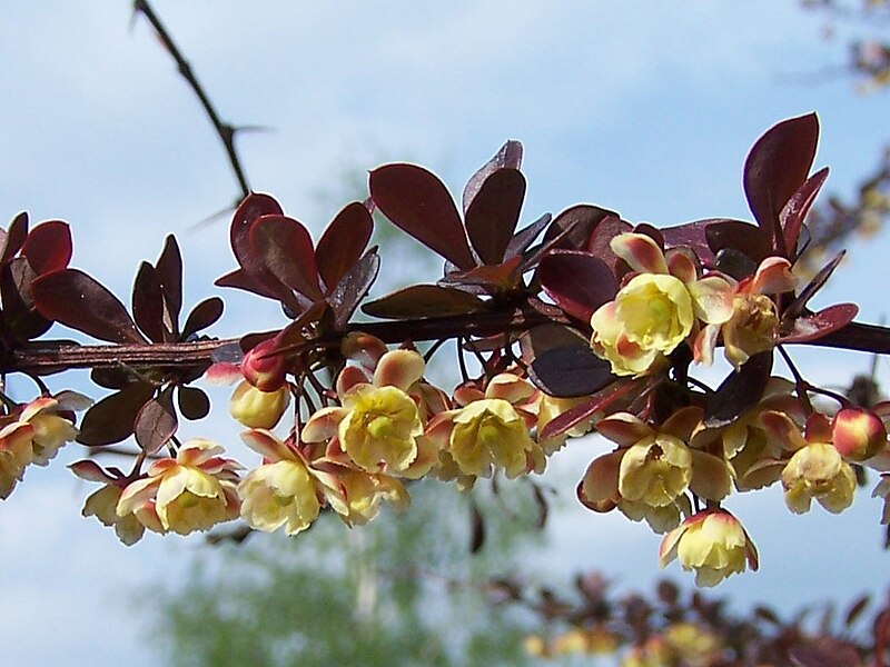 Berberys Thunberga 'Golden Ring' (Krzewy) — sklep Verdora