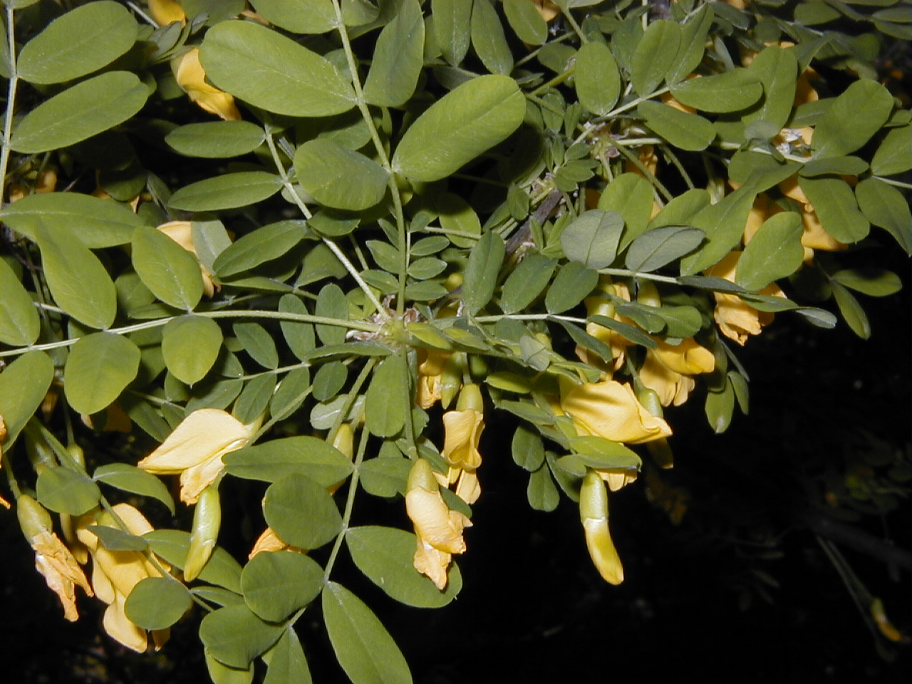 Karagana syberyjska 'Pendula' (Drzewa) — sklep Verdora