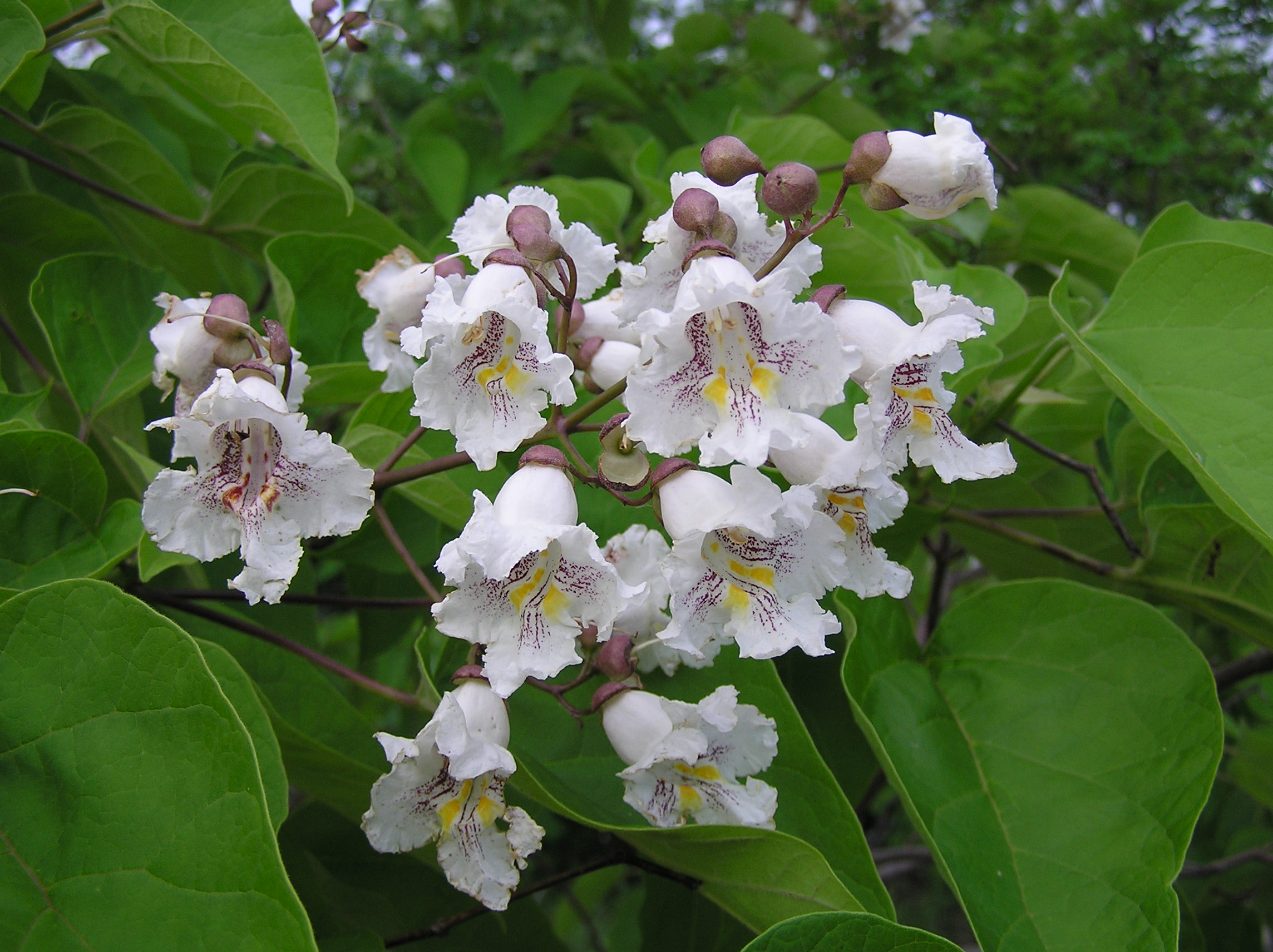 Katalpa surmia 'Nana' (Drzewa) — sklep Verdora