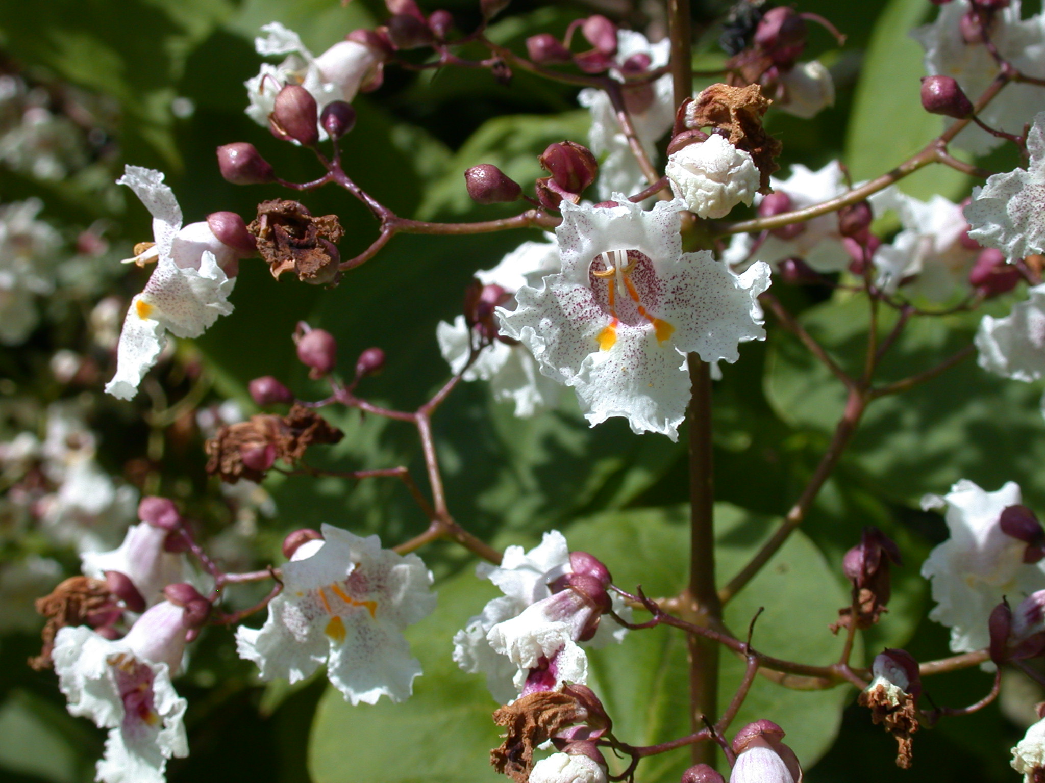 Katalpa różowiejąca 'Purpurea' (Drzewa) — sklep Verdora