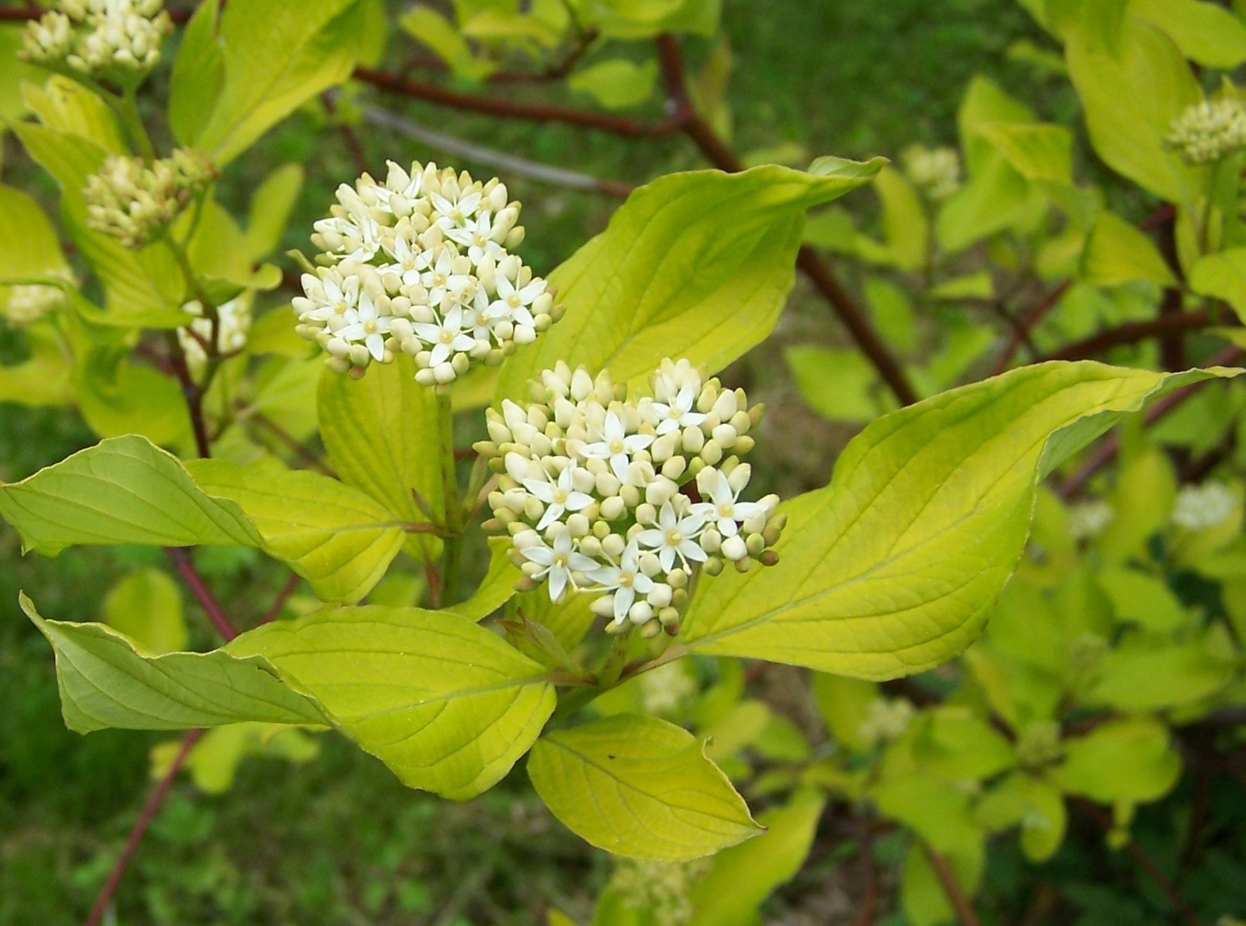 Dereń biały 'Miracle' (Krzewy) — sklep Verdora