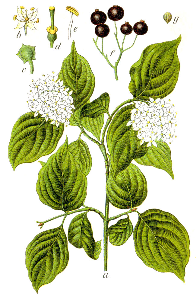Dereń świdwa 'Anny' (Krzewy) — sklep Verdora