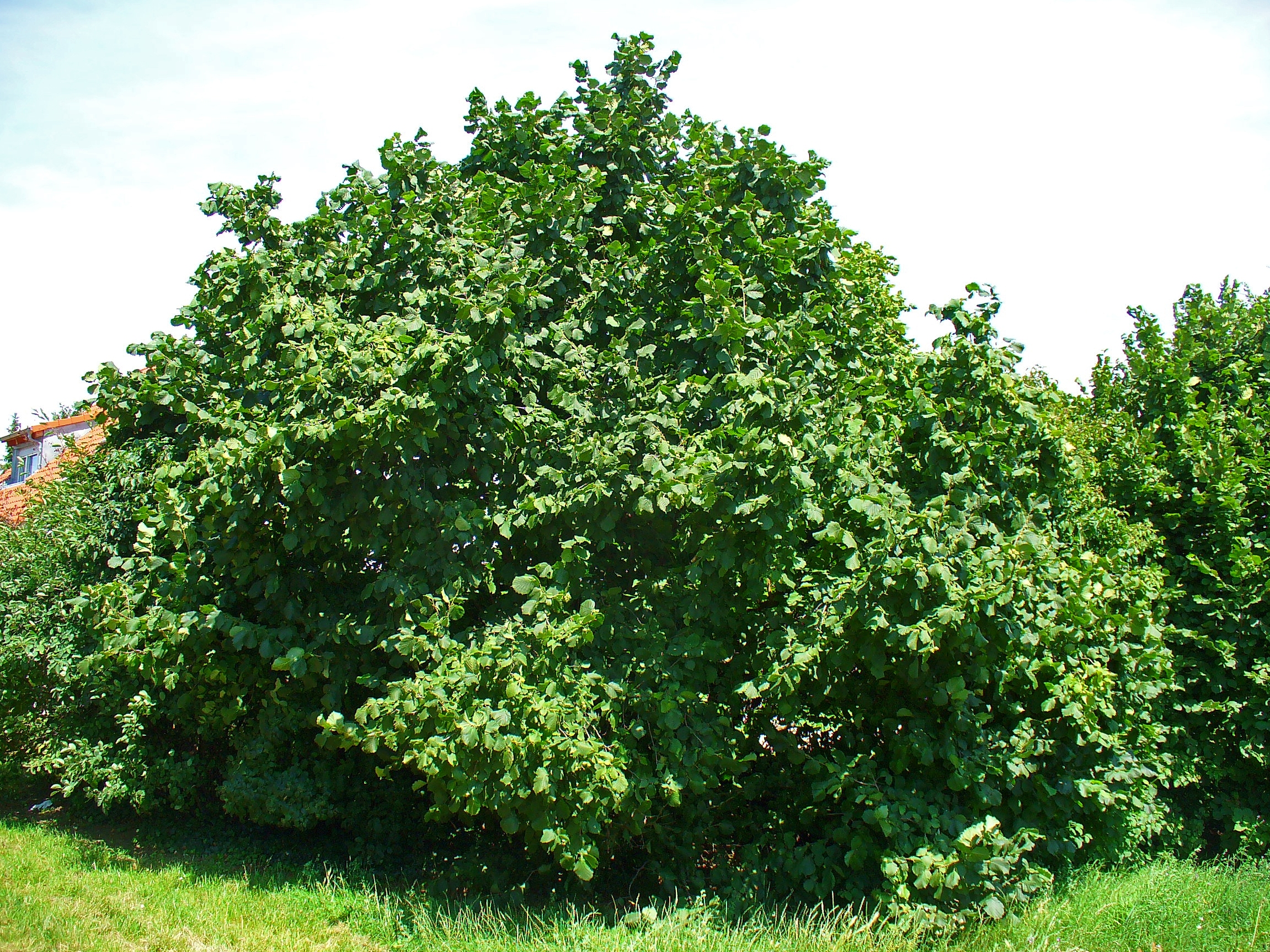 Leszczyna 'Red Majestic' (Krzewy) — sklep Verdora