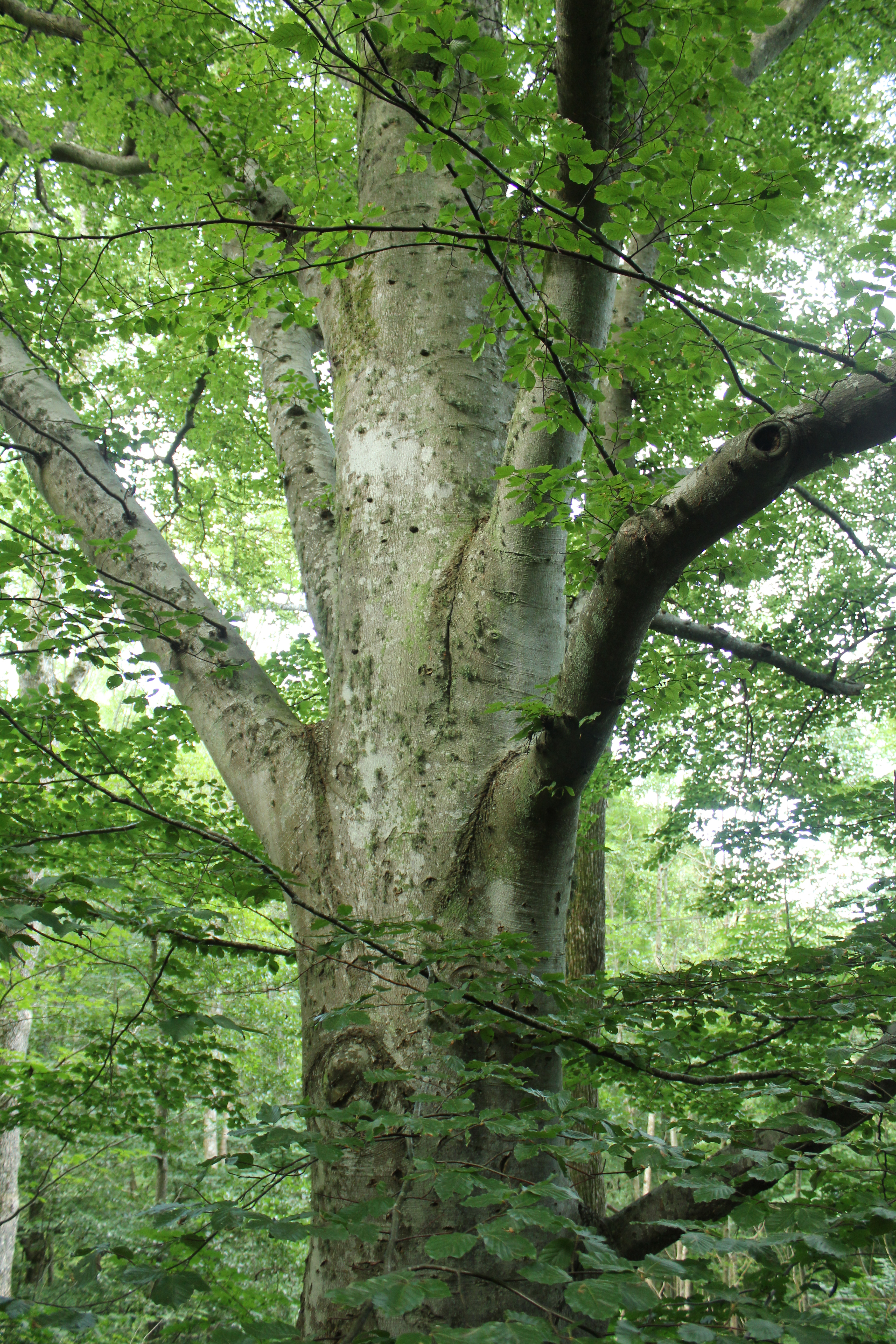 Klon palmowy Atropurpureum — Drzewa w sklepie Verdora