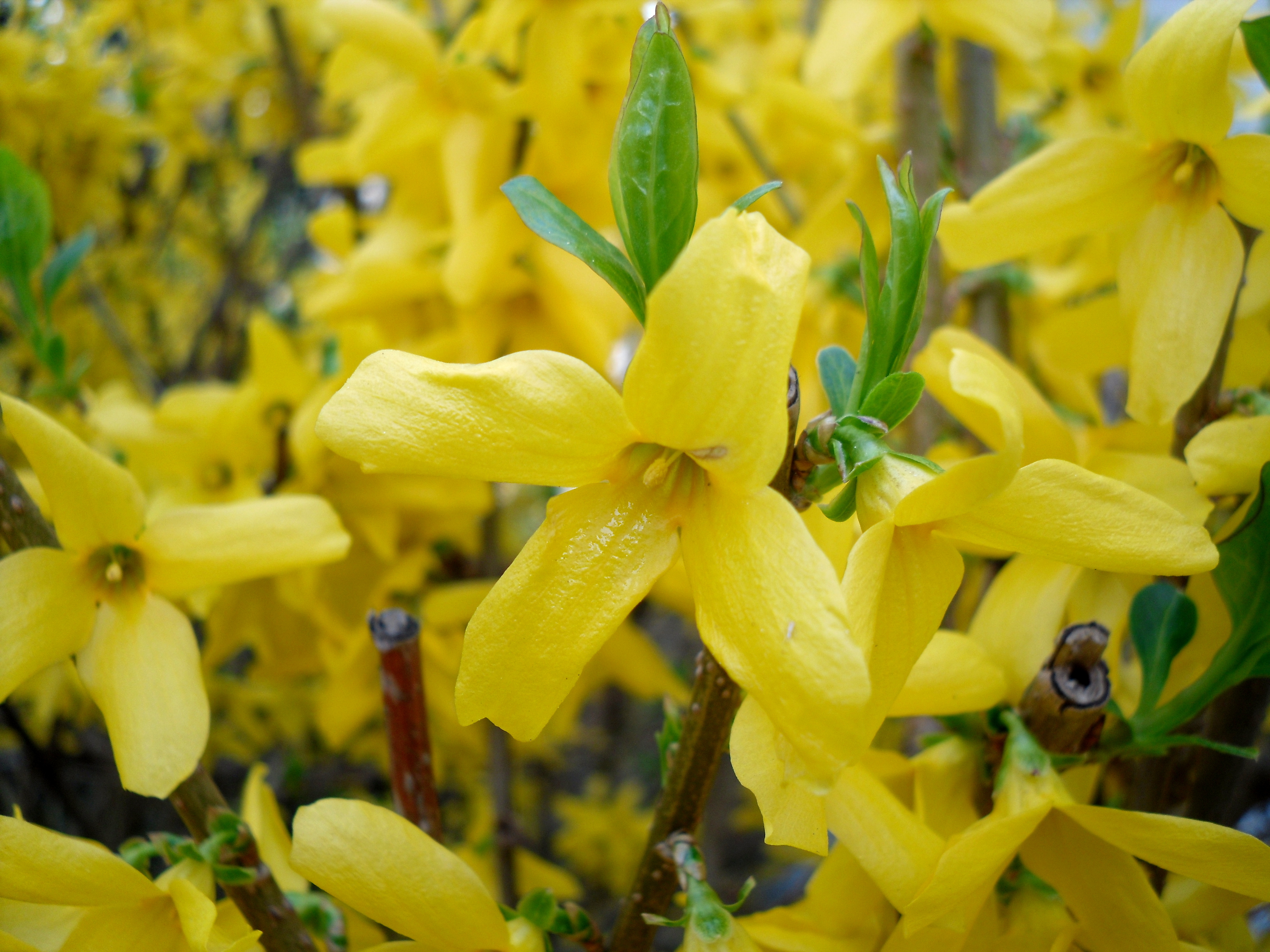 Forsycja Lynwood (Krzewy) — sklep Verdora