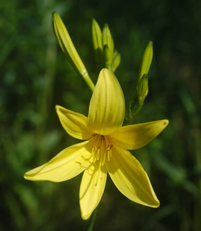 Liliowiec Stella d'Oro (Byliny) — sklep Verdora
