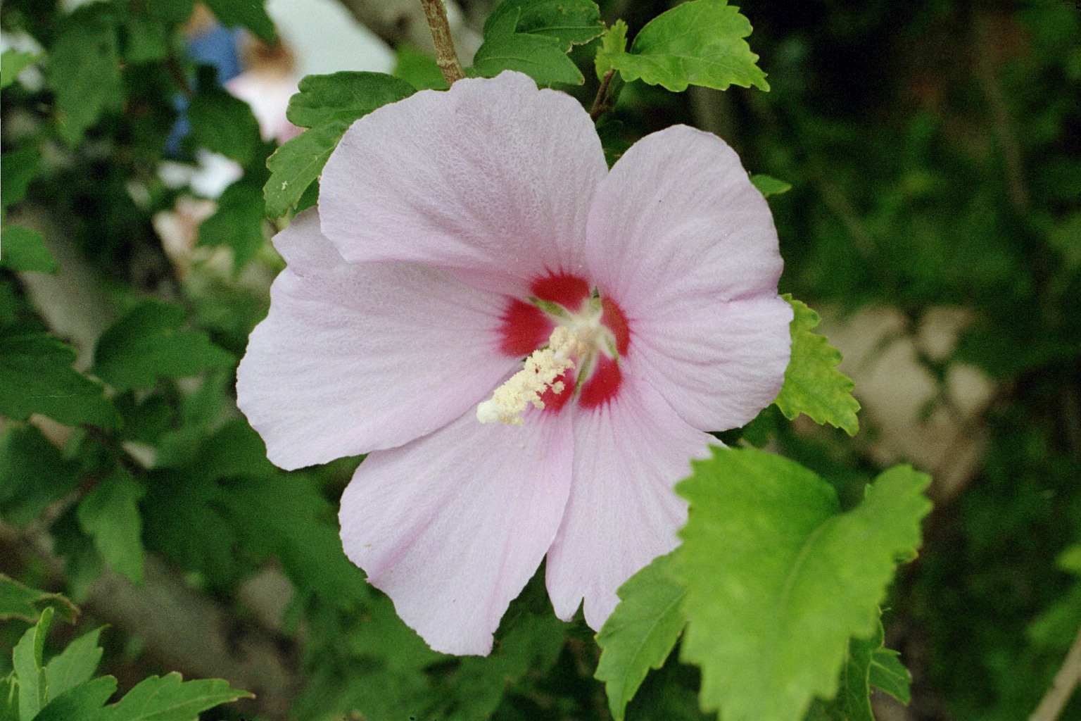 Ketmia syryjska 'Starburst Chiffon' (Krzewy) — sklep Verdora