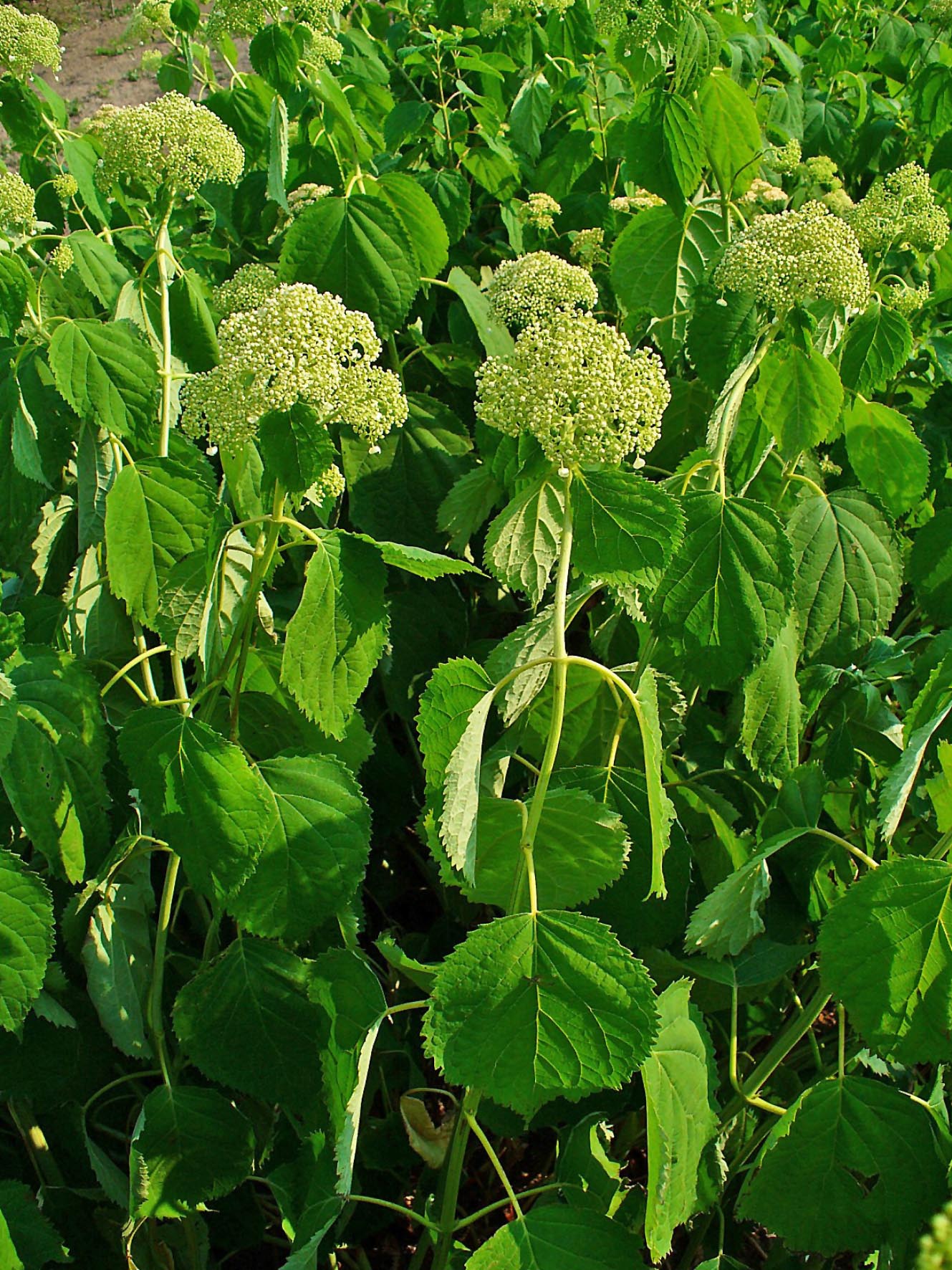Hortensja Annabelle (Krzewy) — sklep Verdora