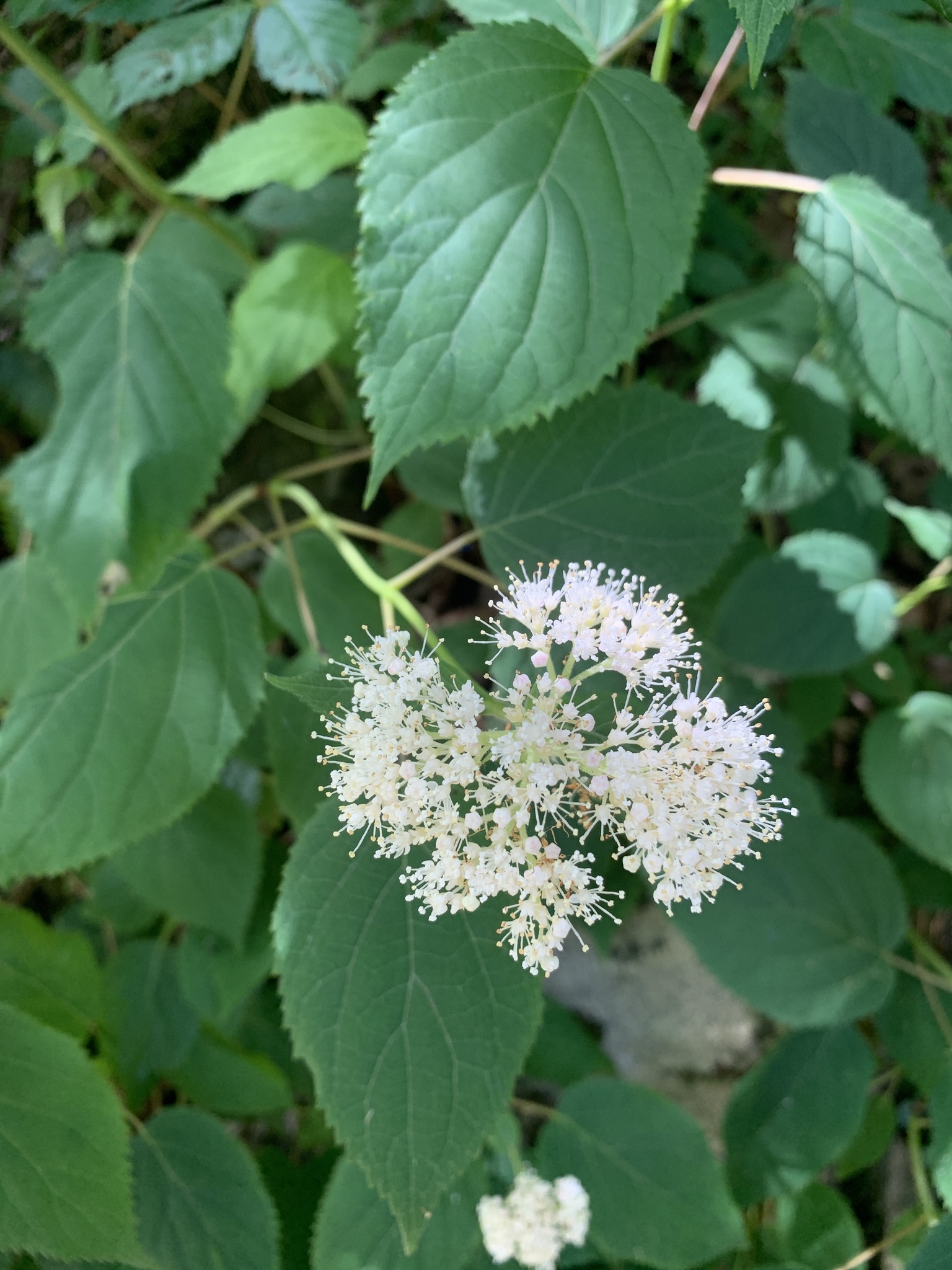Hortensja Vanille Fraise (Krzewy) — sklep Verdora