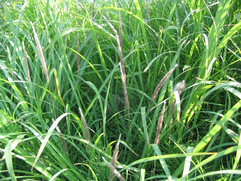 Imperata cylindryczna Red Baron (Trawy) — sklep Verdora