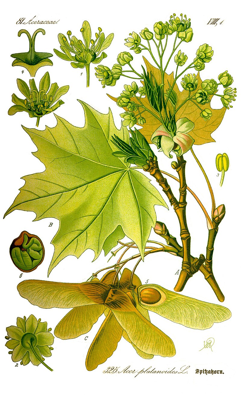 Klon zwyczajny 'Globosum' (Drzewa) — sklep Verdora