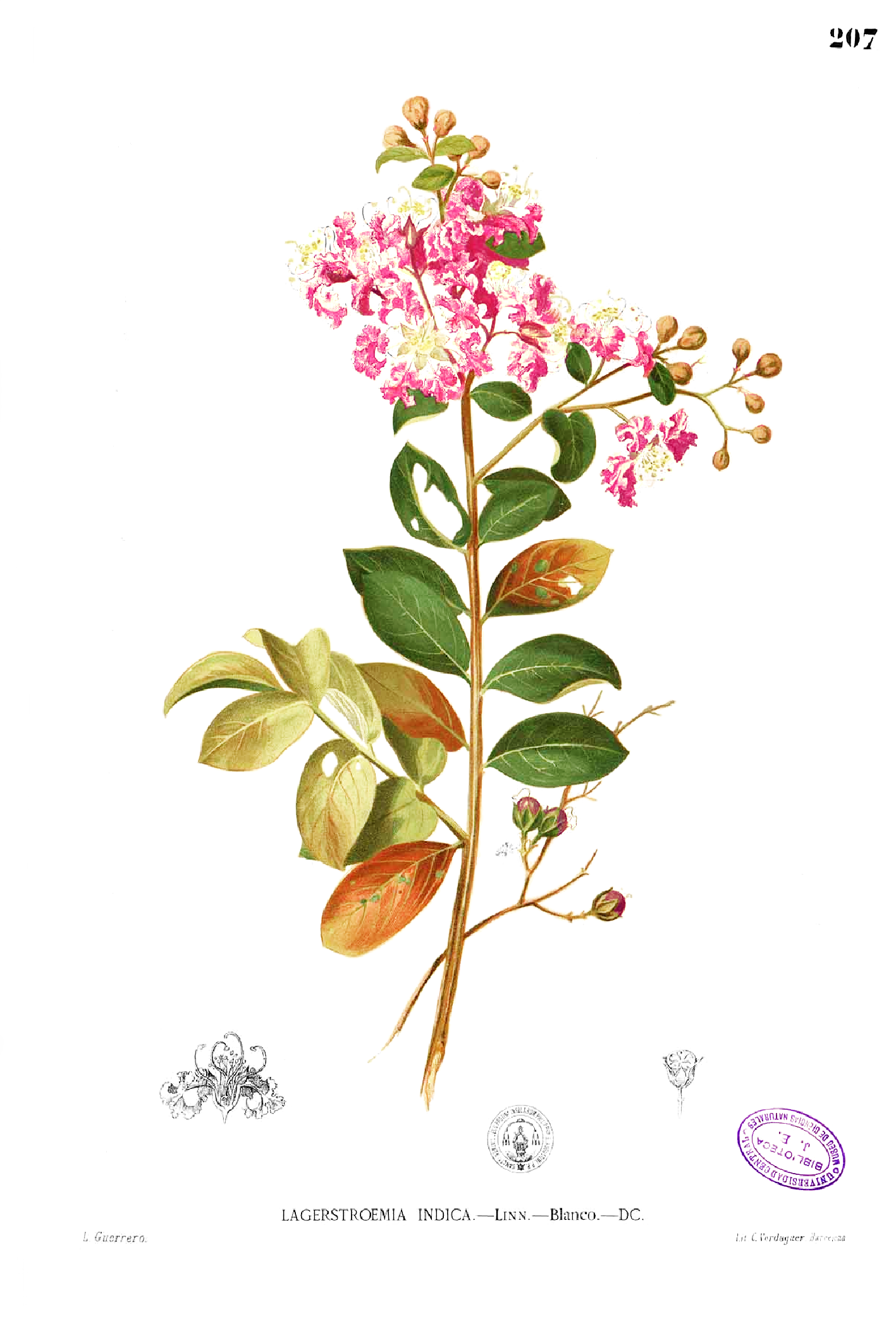 Lagerstremia 'Kiss' (Krzewy) — sklep Verdora