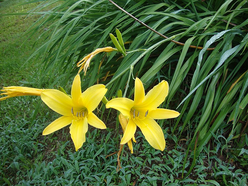 Liliowiec 'Autumn Red' (Byliny) — sklep Verdora