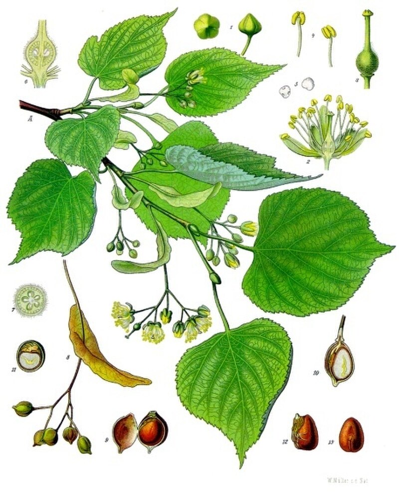 Lipa (Drzewa) — sklep Verdora