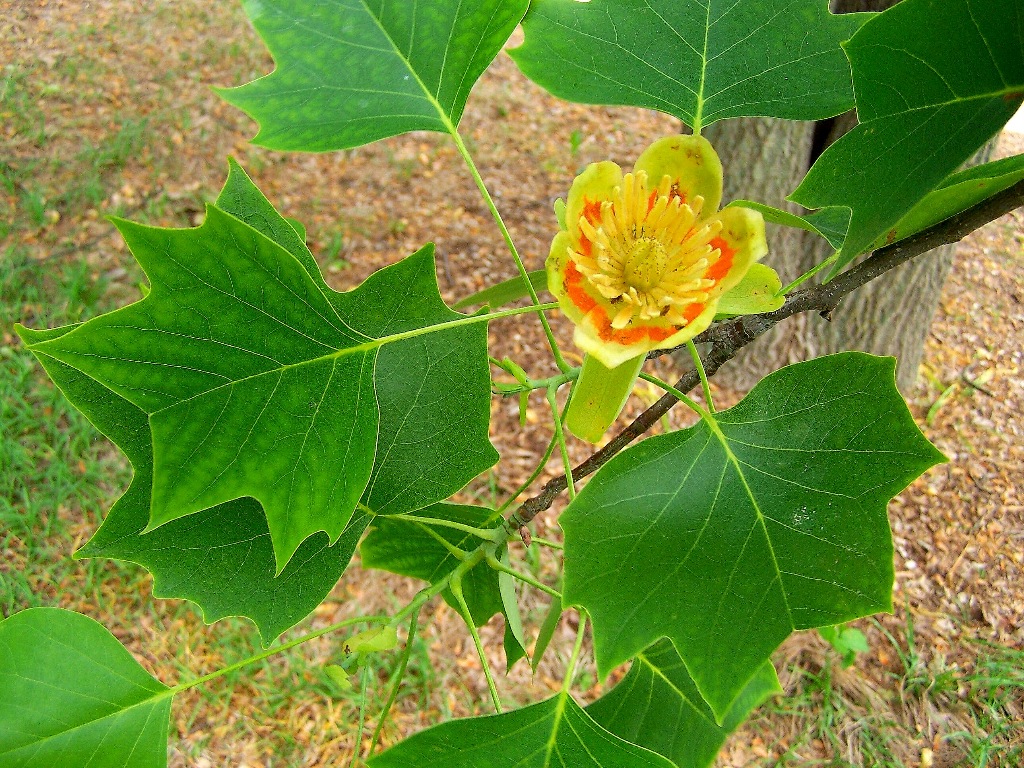 Tulipanowiec 'Fastigiatum' (Drzewa) — sklep Verdora