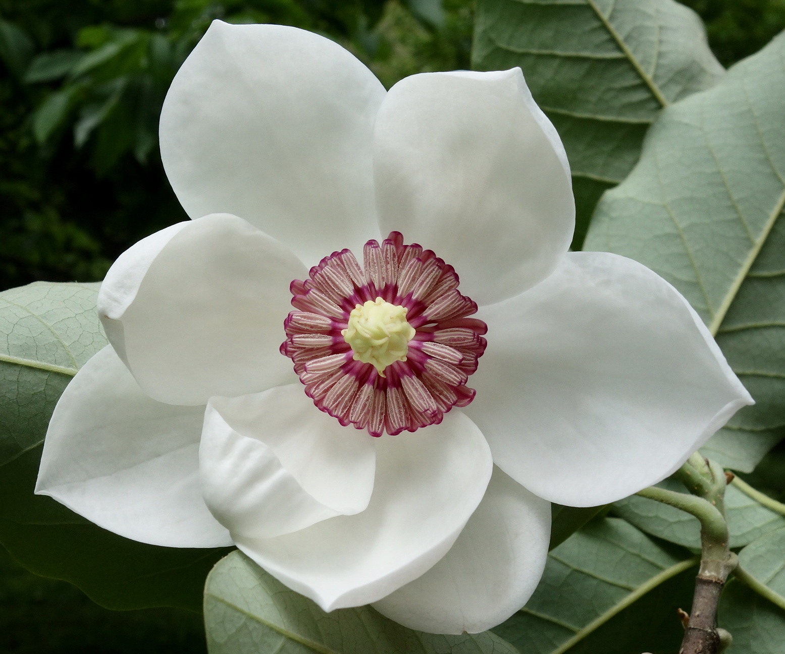 Magnolia Yellow Bird (Drzewa) — sklep Verdora