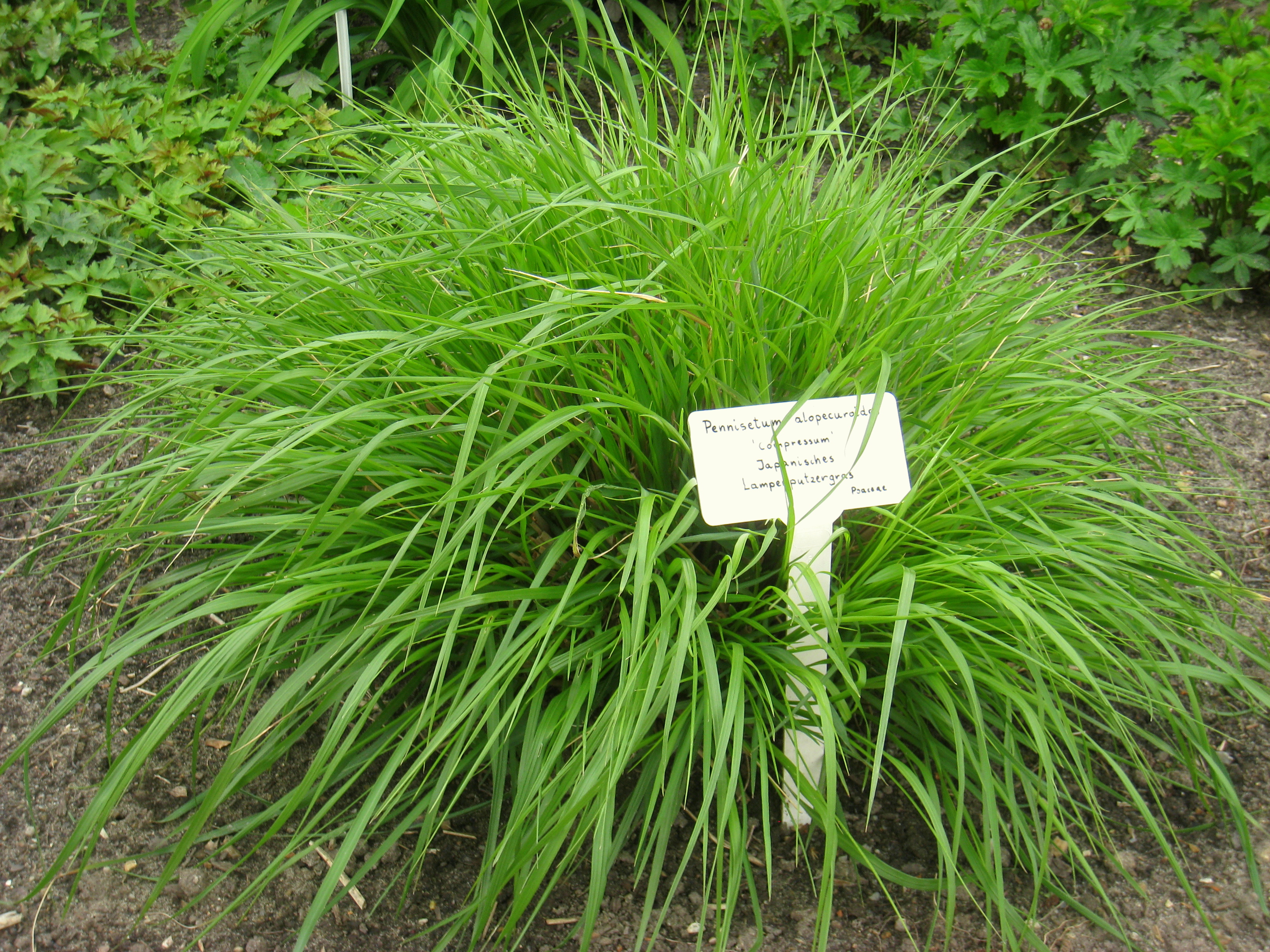 Rozplenica Red Head (Trawy) — sklep Verdora
