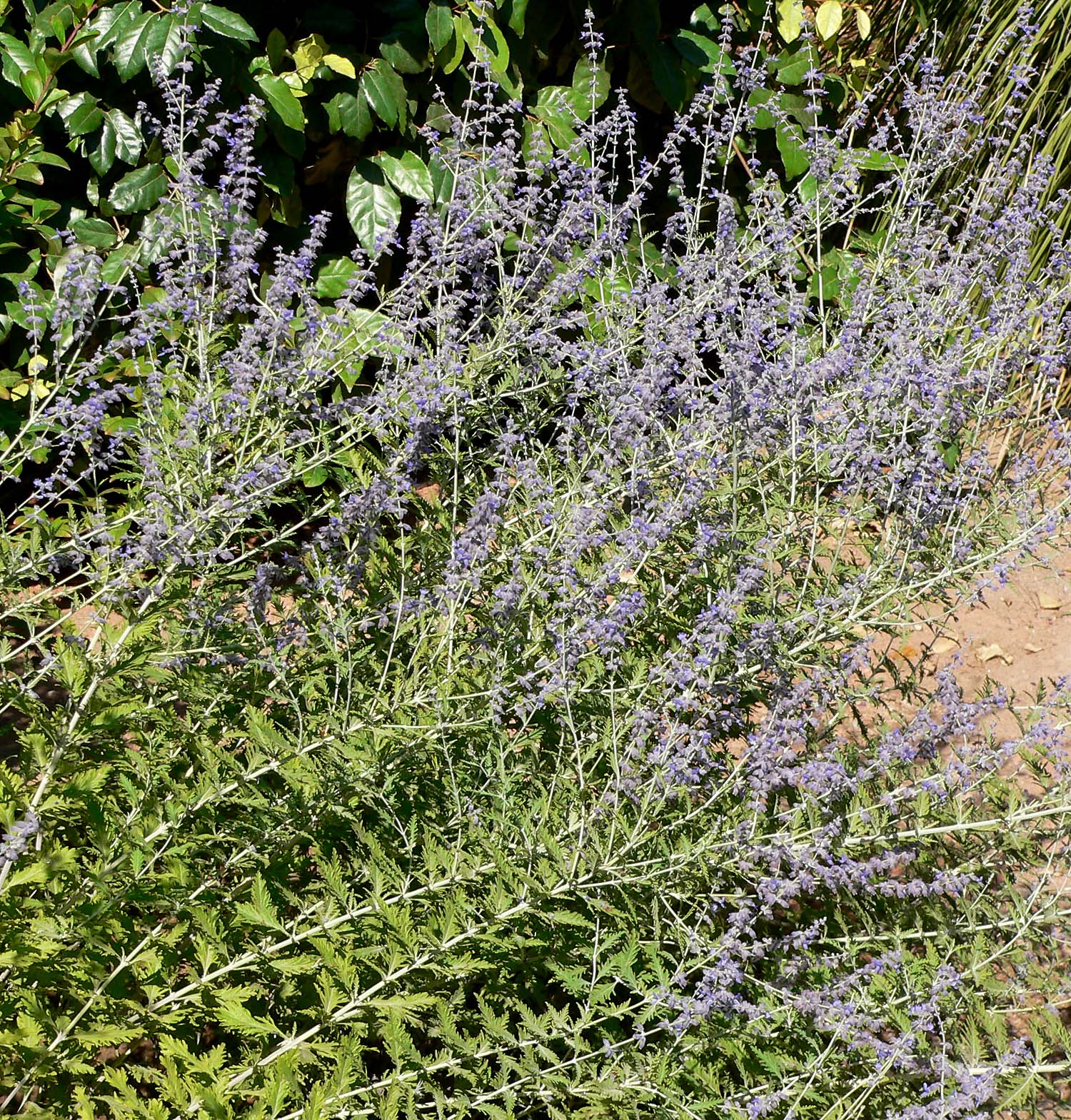 Perowskia 'Lacey Blue' (Byliny) — sklep Verdora