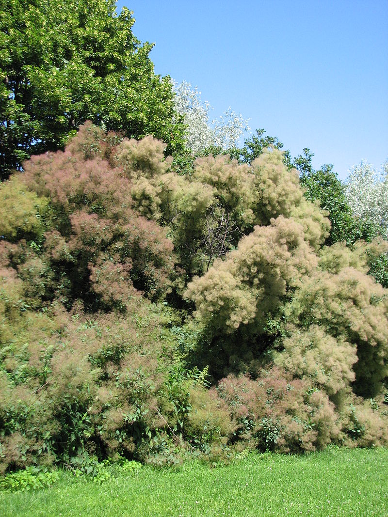 Perukowiec 'Royal Purple' (Krzewy) — sklep Verdora