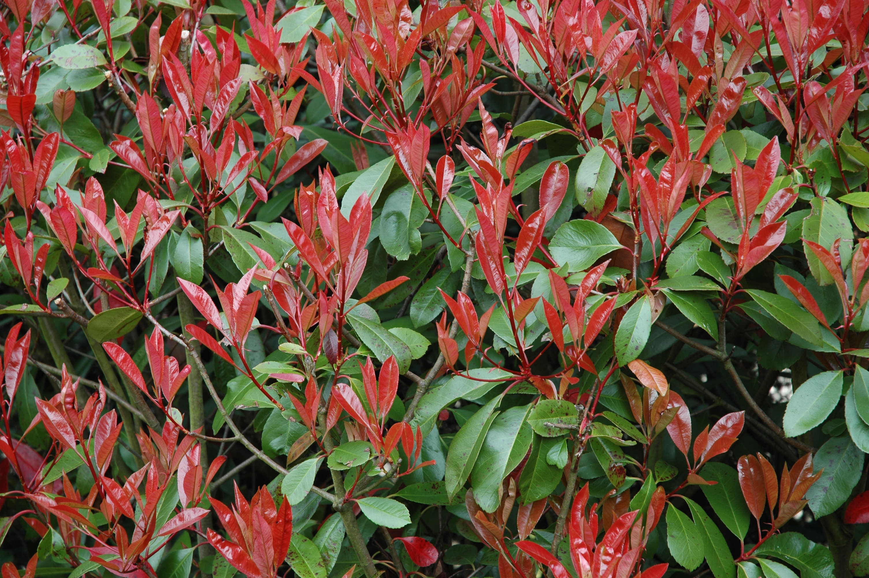 Photinia Little Red Robin (Krzewy) — sklep Verdora