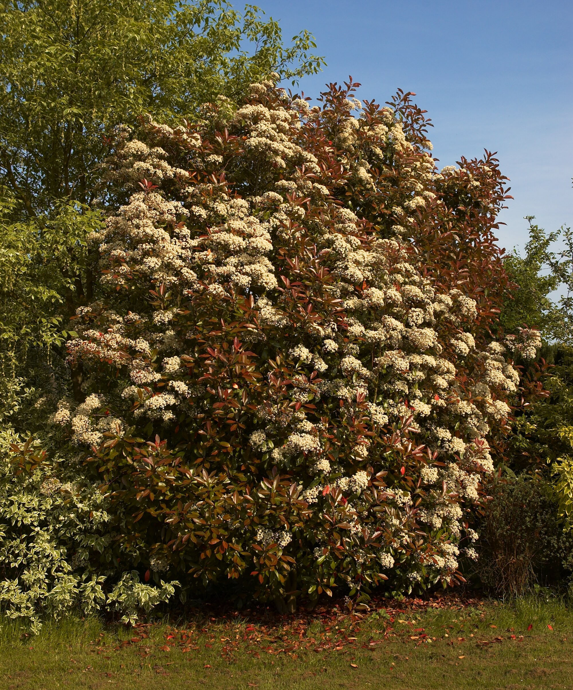 Photinia Carré Rouge (Krzewy) — sklep Verdora
