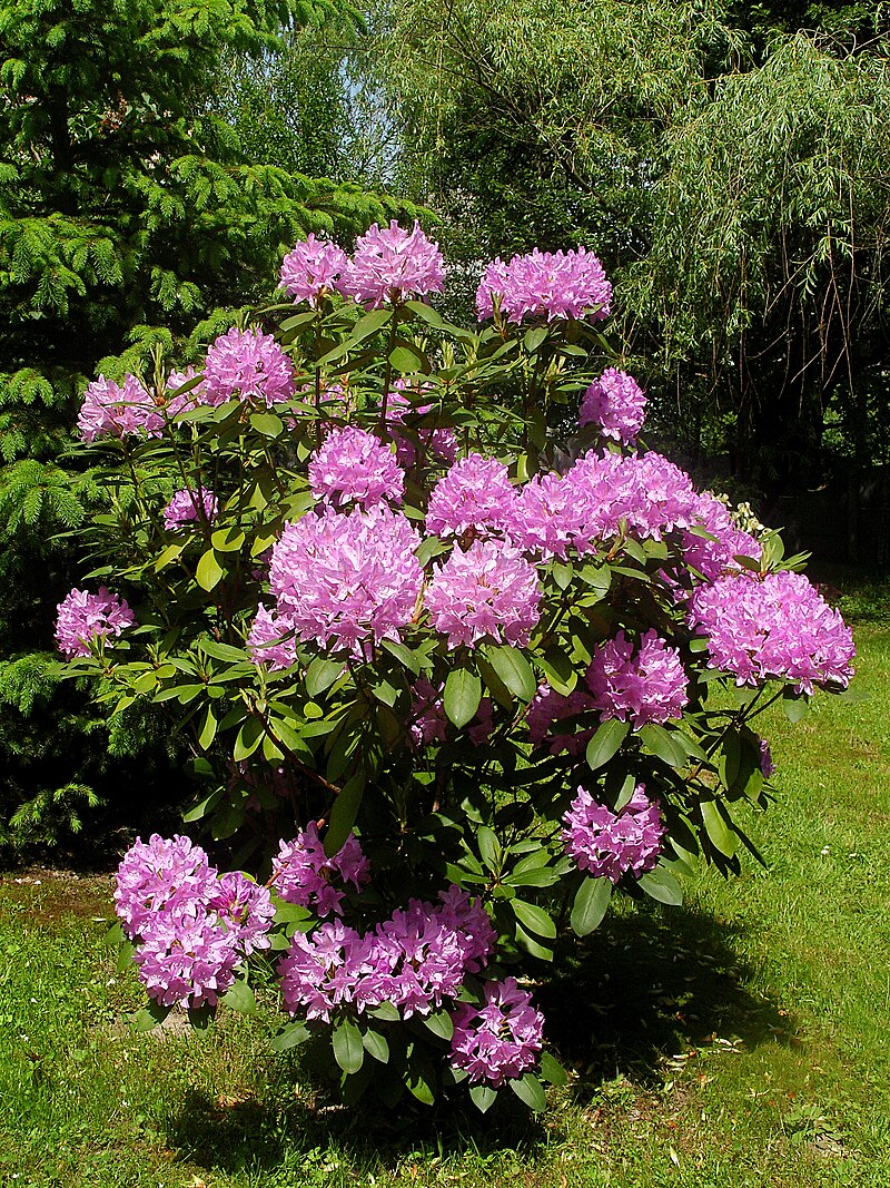 Rododendron Cosmopolitan (Krzewy) — sklep Verdora