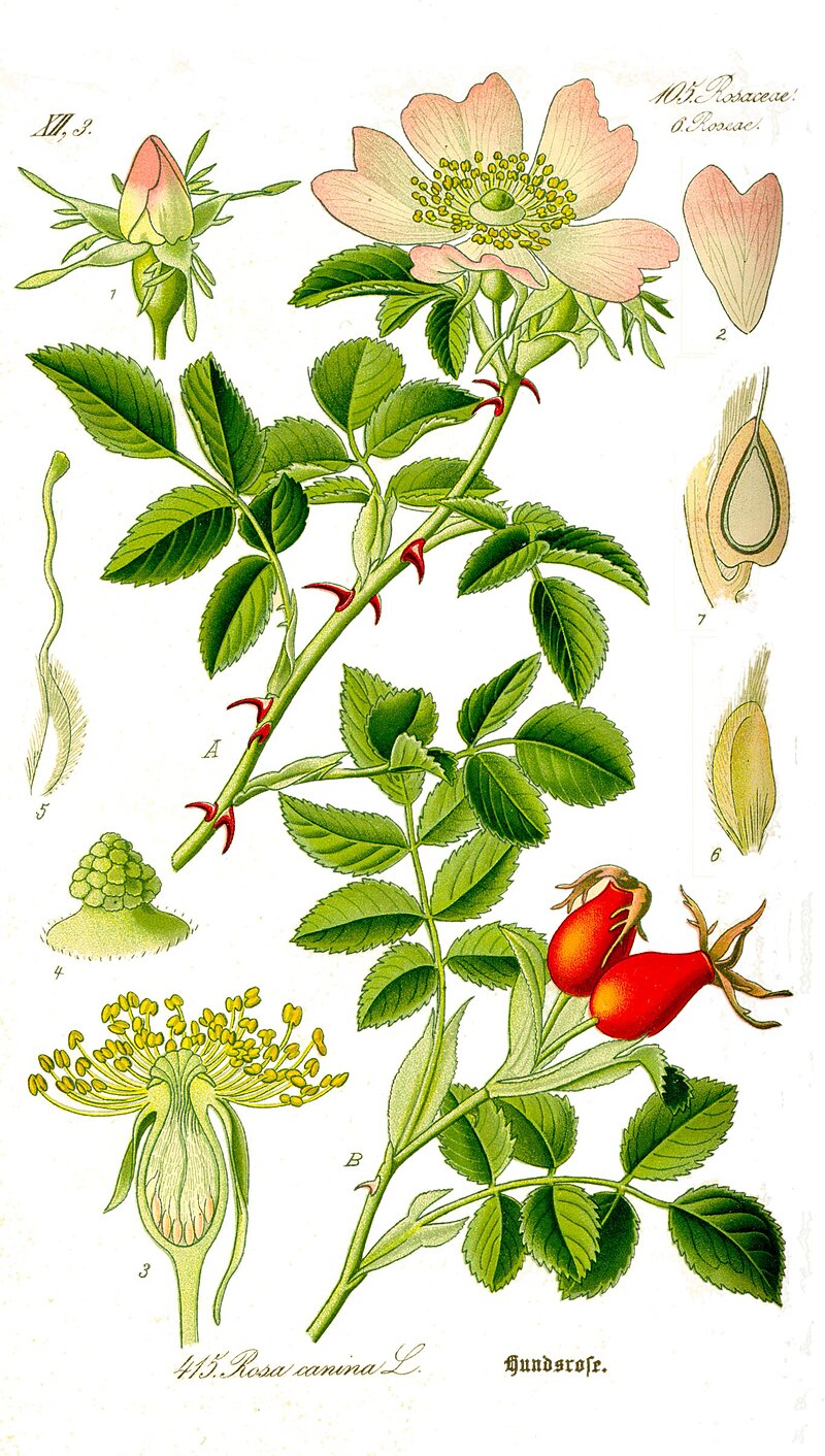 Róża okrywowa fary (Krzewy) — sklep Verdora