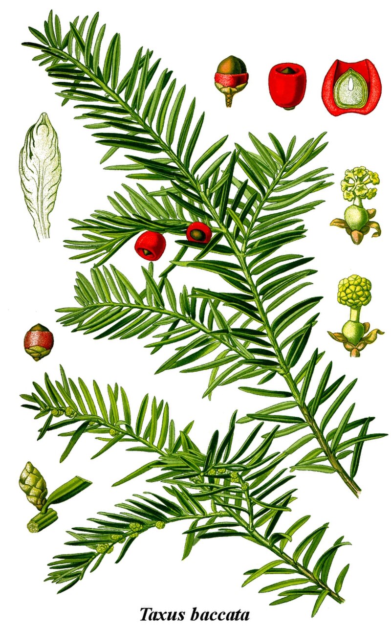 Cis pośredni Hicksii (Tuje) — sklep Verdora
