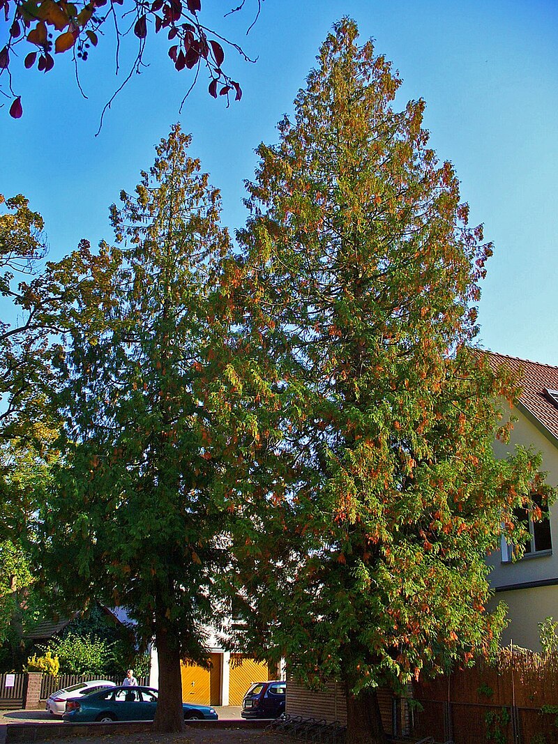 Tuja Brabant (Tuje) — sklep Verdora
