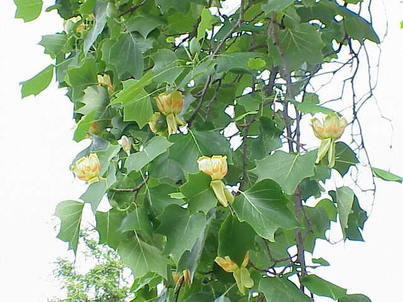 Tulipanowiec (Drzewa) — sklep Verdora