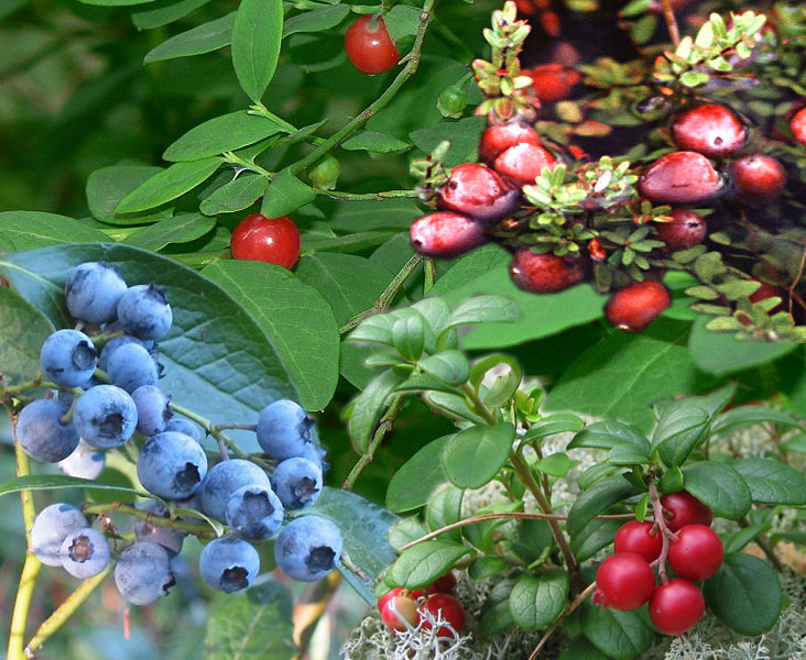 Borówka amerykańska Bluecrop — Owocowe w sklepie Verdora