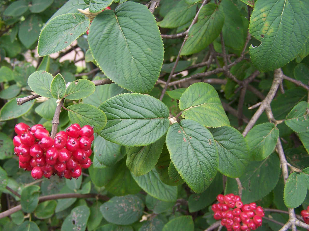 Kalina hordowina 'Aureovariegata' (Krzewy) — sklep Verdora