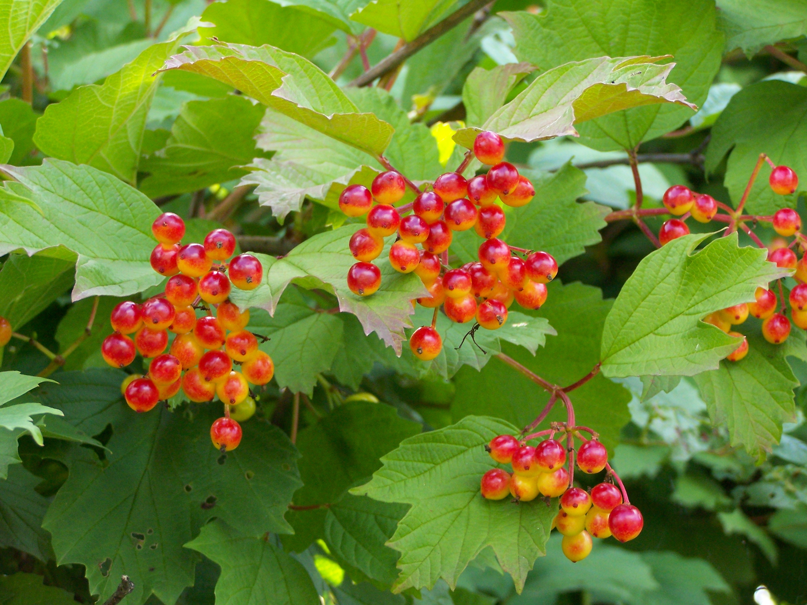 Kalina koralowa 'Roseum' (Krzewy) — sklep Verdora
