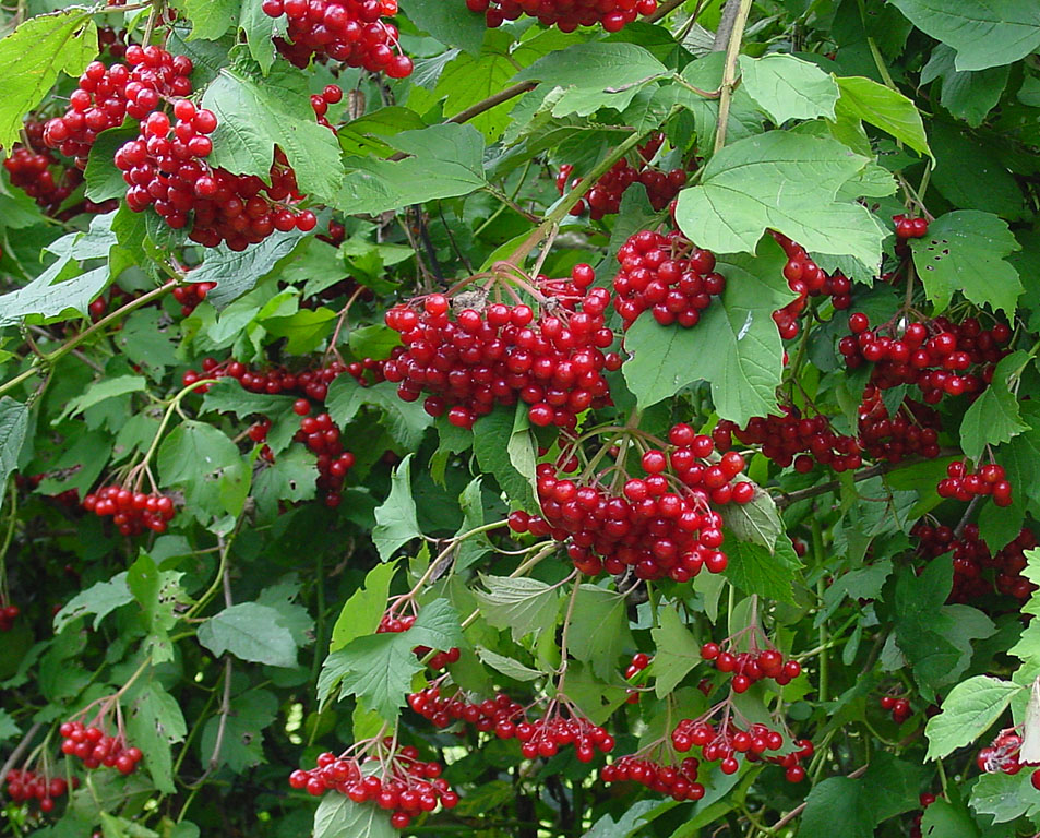 Kalina 'Dawn' (Krzewy) — sklep Verdora