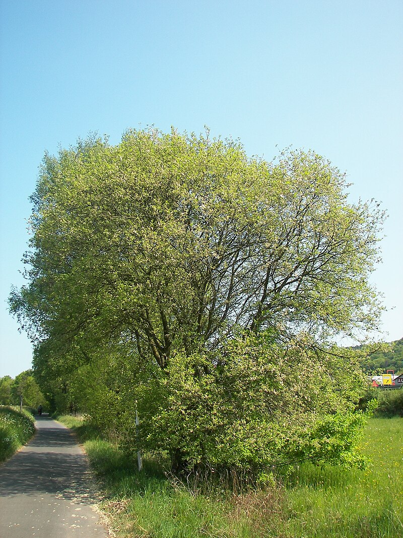 Wierzba Hakuro (Drzewa) — sklep Verdora