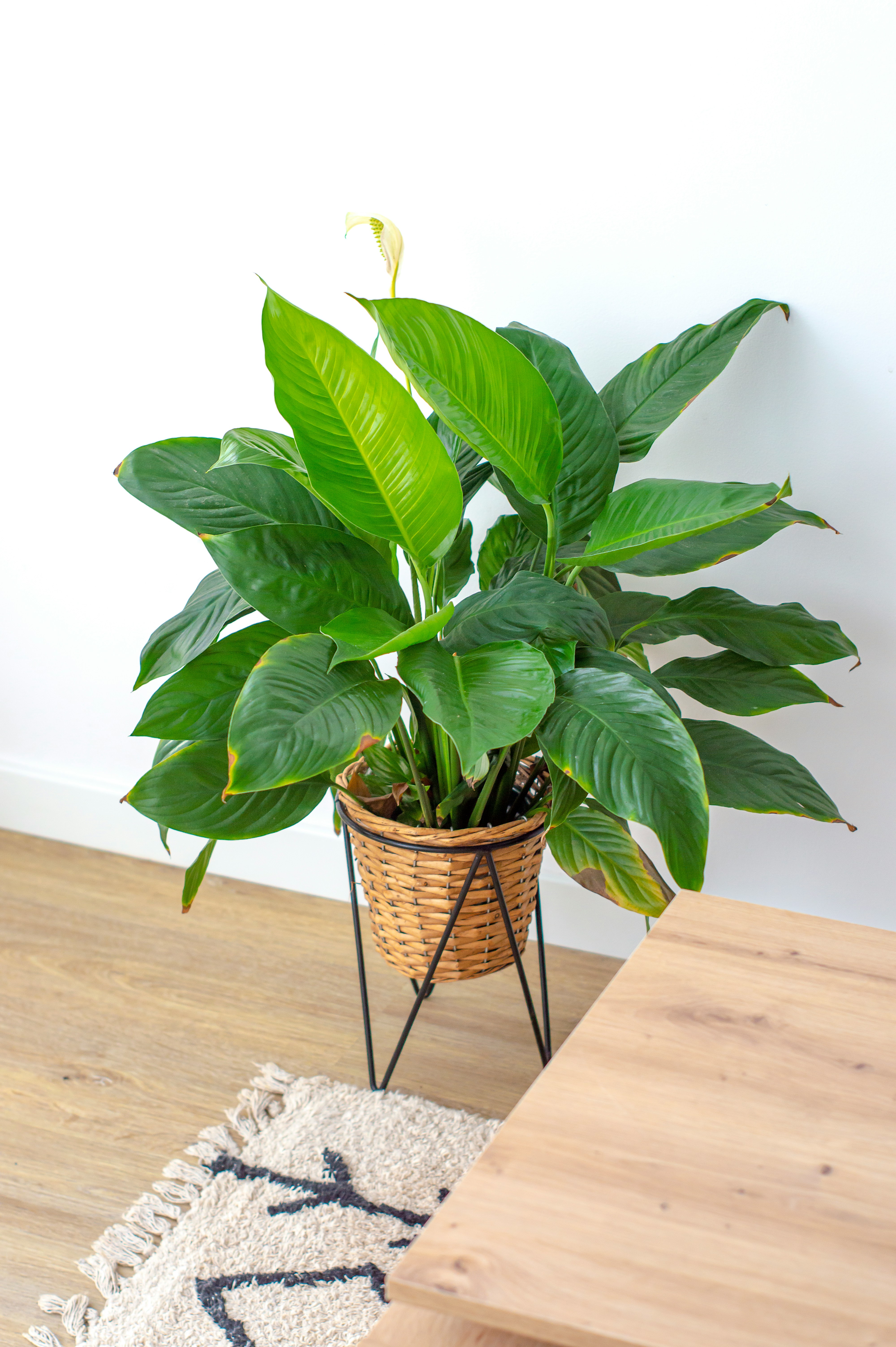 Skrzydłokwiat (Spathiphyllum) (Rośliny domowe) — sklep Verdora